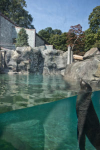 Forrester Construction Builds Seal and Sea Lion Exhibit at Smithsonian National Zoo – Stands Out By Unique Building Approach