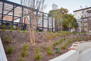 Forrester Construction’s Swampoodle Terrace plantings to grow and shade the park